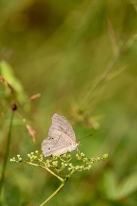 Butterfly on plant