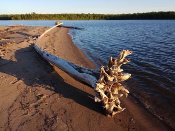 Driftwood on beach