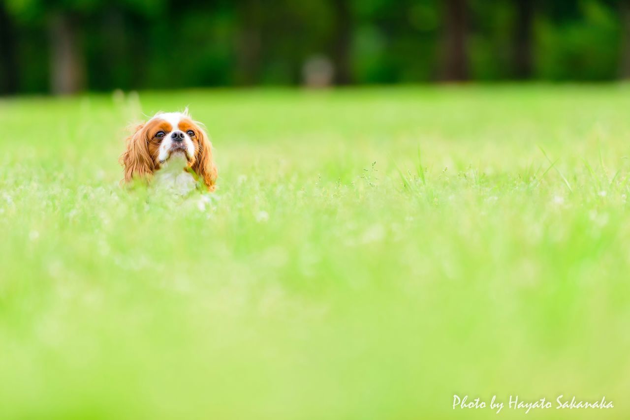 animal themes, one animal, animals in the wild, wildlife, grass, insect, field, selective focus, green color, grassy, nature, day, focus on foreground, outdoors, growth, close-up, zoology, no people, dog, domestic animals