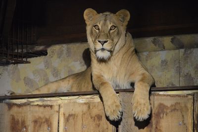 Portrait of cat sitting on wood at zoo