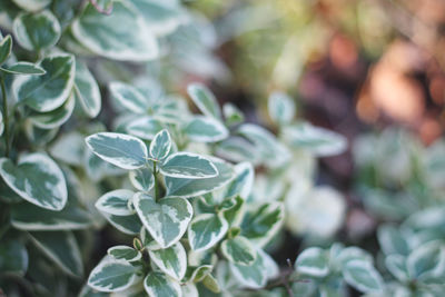 Close-up of green leaves on plant