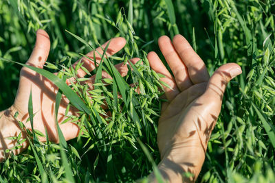 Hands holding hold green ears of oats in oat field