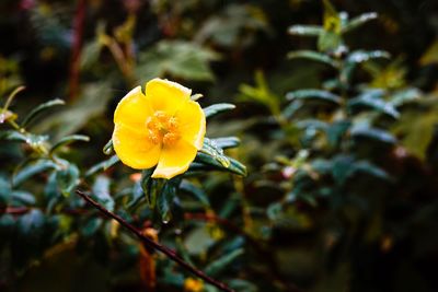 Close-up of yellow flowering plant