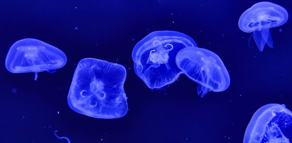 Jellyfish in sea