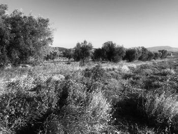 Plants growing on land against clear sky