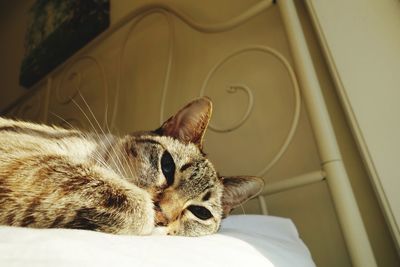 Close-up of a cat resting