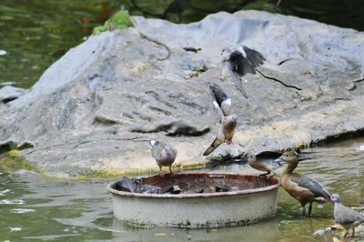 Close-up of birds perching on lake