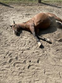 High angle view of a dog resting on sand