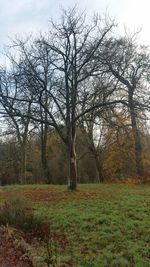 Bare trees on grassy field