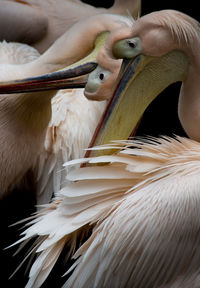 Close-up of pelicans