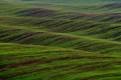 High angle view of grassy field