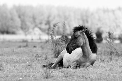 Close-up of foal at grassy field