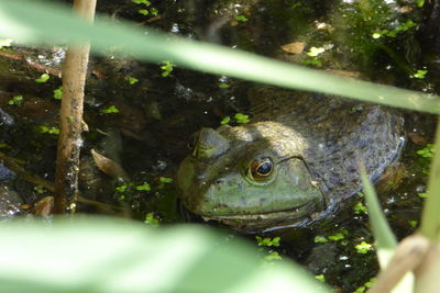 Close-up of a toad in water