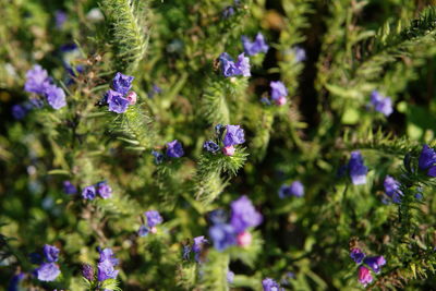 Close-up of purple flowering plants in park