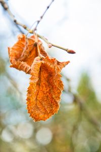 Close-up of dry autumn leaf against sky