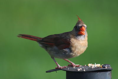 Close-up of bird eating food