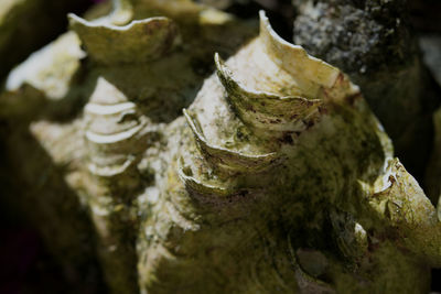 Close-up of rocks