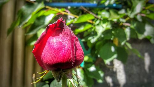 Close-up of red flower blooming outdoors