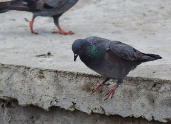 Close-up of pigeon perching on retaining wall