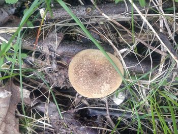 High angle view of mushroom growing on field