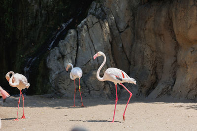 Group of flamingos, a type of wading bird in the family phoenicopteridae in a natural area.