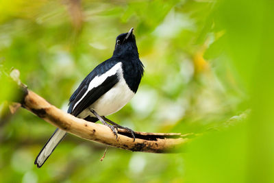 Close-up of bird perching on branch