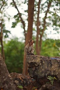 Squirrel sitting on tree trunk