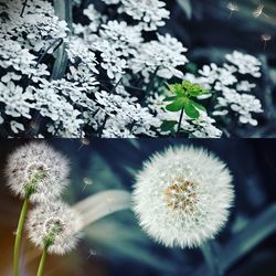 Close-up of dandelion flower