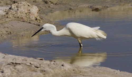 Little egret at a pool of water in etosha, a national park in northern namibia