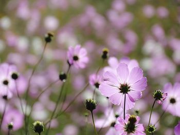 Close-up of pink cosmos flowers