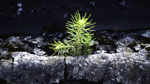 Close-up of cactus growing on rock