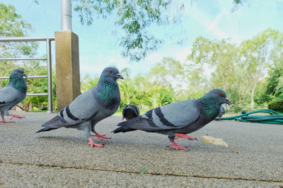 Side view of pigeons perching on retaining wall