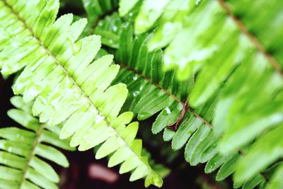 Close-up of green leaves