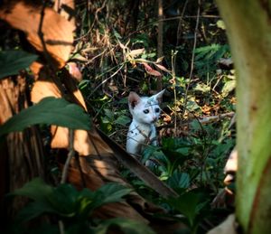 Cat on plants