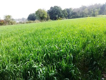 Plants growing in field
