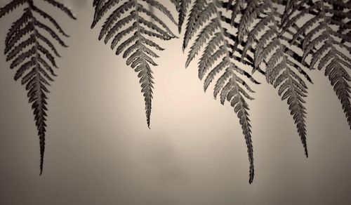 Close-up of leaves on branch against sky