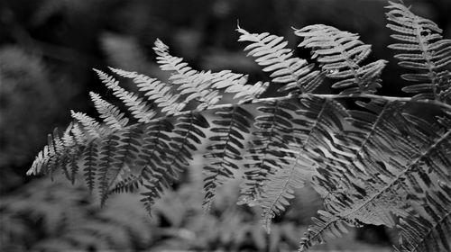 Close-up of leaves