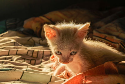 Portrait of kitten relaxing on bed at home
