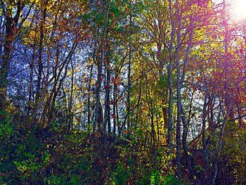 Trees in forest during autumn