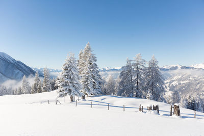 Winter nature scenery with snow covered fir trees. austrian alps