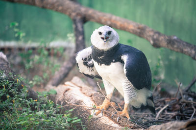 Close-up of eagle