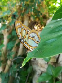 Close-up of butterfly on leaf