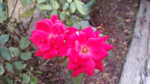 Close-up of pink flowers