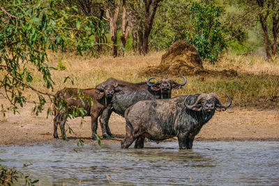 Horse standing in a river