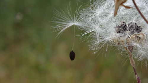 Close-up of dandelion on plant