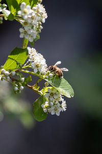 Close-up of bee pollinating flower