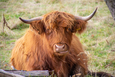 Close-up of cow standing on field
