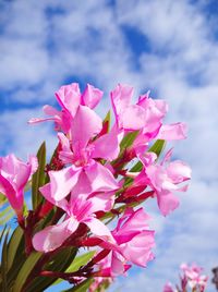 Close-up of pink flowering plant