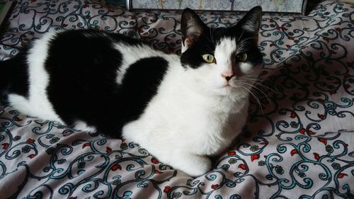 Close-up portrait of cat on bed at home