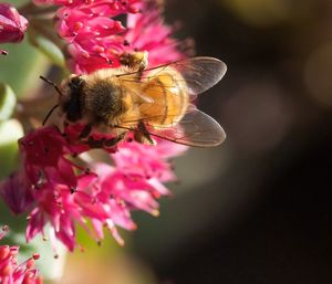 Close-up of bee pollinating on pink flower